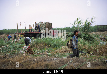 Arbeiter ernten Zucker Zuckerrohr von hand Nord-Peru