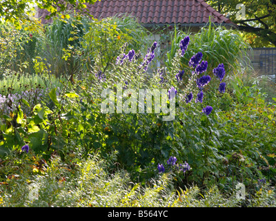 Der carmichael Eisenhut (aconitum carmichaelii) Stockfoto