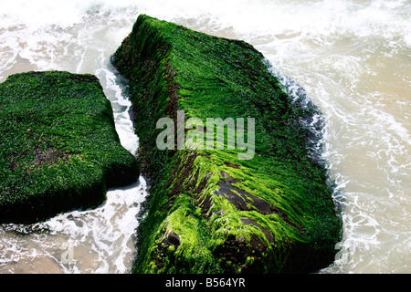 Felsen, beladen mit Moosen in Kovalam Beach, Kerala, Indien Stockfoto