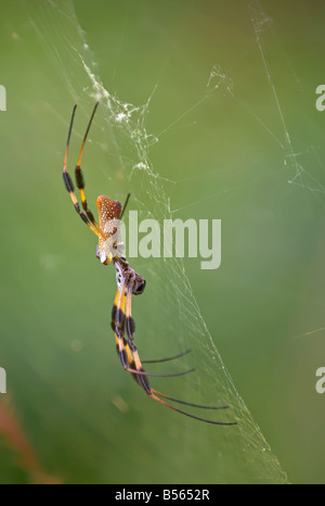 Golden Silk Spinne Nephila Clavipes Arachnid Klasse Stockfoto