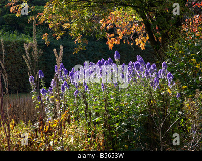 Der carmichael Eisenhut (aconitum carmichaelii 'arendsii' syn. aconitum Arendsii) Stockfoto