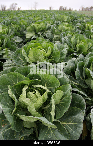 frischer Rosenkohl wachsenden Gebiet Jersey Channel Islands Stockfoto