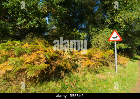 Wald im Herbst Surrey UK Stockfoto