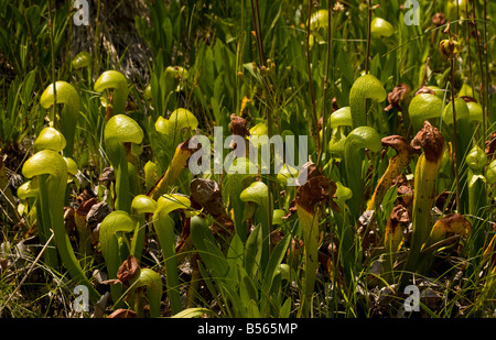 Eine insektenfressende Pflanze Cobra Lily Darlingtonia Californica in den Klamath Mountains Nord Kalifornien Stockfoto