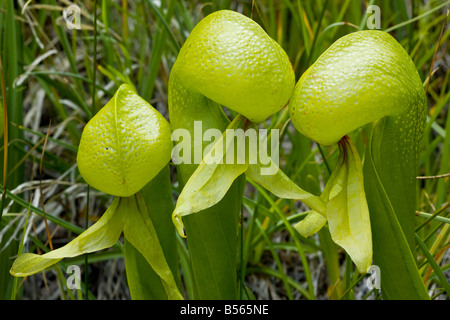 Eine insektenfressende Pflanze Cobra Lily Darlingtonia Californica in den Klamath Mountains Nord Kalifornien Stockfoto