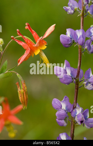 Western Akelei Aquilegia Formosa mit Lupine in der Nähe von Schwestern Cascade Mountains Oregon Stockfoto