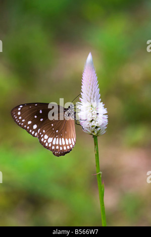 Euploea Core. Gemeinsamen Krähe Schmetterling in der indischen Landschaft. Andhra Pradesh, Indien Stockfoto