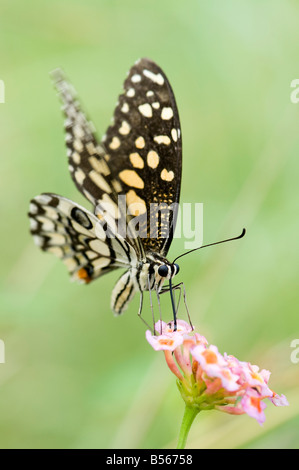 Papilio Demoleus. Kalk-Schmetterling Fütterung auf Lantana Blumen in der indischen Landschaft. Andhra Pradesh, Indien Stockfoto