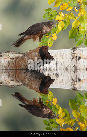 Ersten Jahr männlichen Sparrowhawk Accipiter Nisus gehockt Log mit Spiegelung im Wasser Potton Bedfordshire Stockfoto