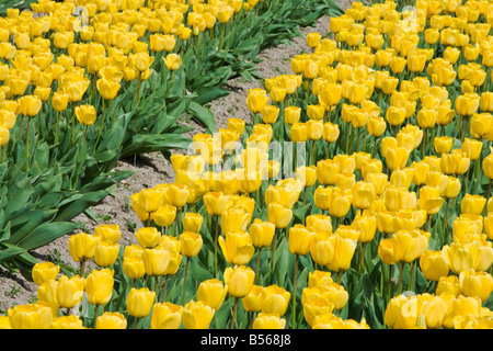 Einen schönen Bereich der Tulpen Stockfoto