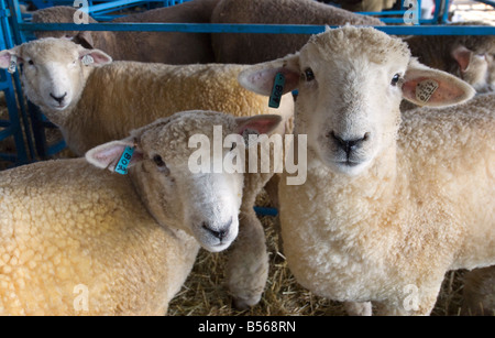 Romney Schafe auf der jährlichen Schafe und Wolle Festival in Rhinebeck, New York