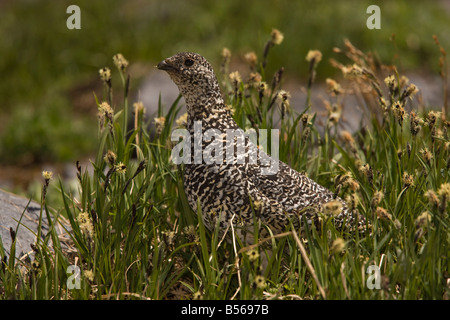 Weibliche White tailed Schneehühner Lagopus Leucura auf Mount Rainier Cascade Mountains Washington Stockfoto