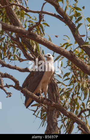 Ein Weißbauchseeadler, der in einem Eukalyptusbaum in der Nähe von Broome Western Australia sitzt Stockfoto