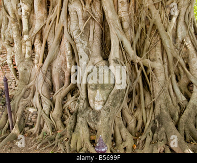 Buddha-Kopf verschlungen in Wurzeln im Wat Phra Mahathat in Ayutthaya Thailand Stockfoto