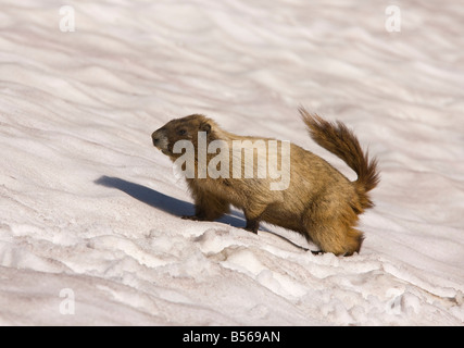 Hoary Marmot Marmota Caligata auf Schnee Patch oben auf Mount Rainier Cascade Mountains Washington Stockfoto