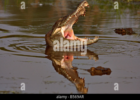 Indische Marsh Krokodil oder Straßenräuber mit offenem Mund in den Gewässern von Nord-Indien Stockfoto