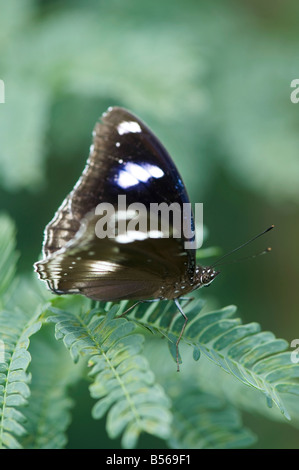 Hypolimnas Bolina. Große Eggfly Schmetterling in der indischen Landschaft. Andhra Pradesh, Indien Stockfoto