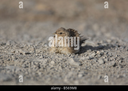 FELDLERCHE Alauda Arvensis Staub baden Vorderansicht Stockfoto