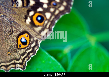 Zitrone Stiefmütterchen Schmetterling Flügel abstrakt. Andhra Pradesh, Indien Stockfoto