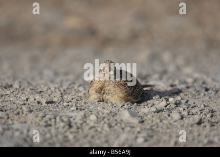 FELDLERCHE Alauda Arvensis Staub baden Vorderansicht Stockfoto