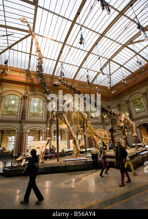 Dinosaurier-Skelette auf dem Display im Natural History Museum in Berlin Stockfoto