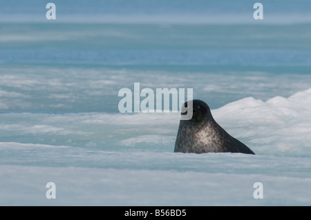 Ringelrobbe pup ca. 2 Monate alte, die jungen Robben in Hohlräume Höhlen versteckt unter dem Schnee auf dem Meereis geboren sind Stockfoto