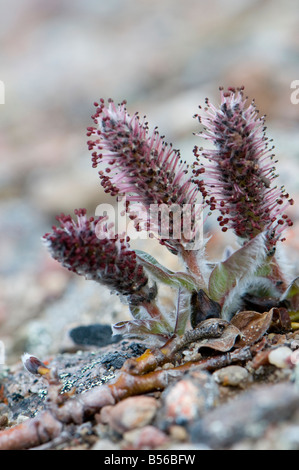 Polare Weide Wald steigt nur ca. 2 cm aus dem Boden ias eine Anpassung an das rauhe Klima der Arktis Stockfoto