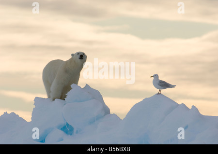 Junge männliche Eisbären am Rande Scholle mit Arctic Sea Gull Lancaster Sound Nunavut Kanada Arktis Stockfoto