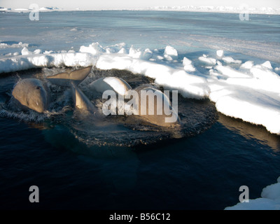 Belugawale im Eis in ein kleines Luftloch sie sehr zu Raubtiere wie Eisbären gefährdet sind eingeschlossen Stockfoto