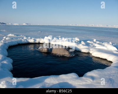 Belugawale im Eis in ein kleines Luftloch sie sehr zu Raubtiere wie Eisbären gefährdet sind eingeschlossen Stockfoto