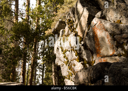 Wald-Granit Stockfoto