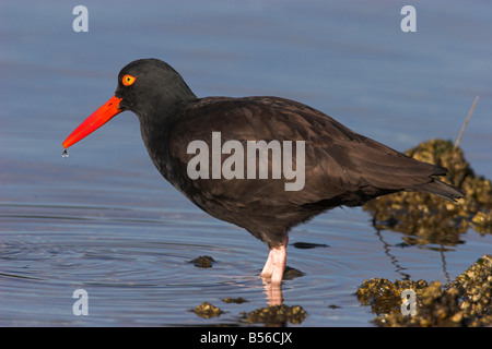 Schwarze Austernfischer Haematopus Bachmani waten auf der Suche nach Nahrung in Oak Bay Victoria Vancouver Island im Februar Stockfoto