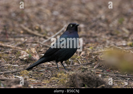 Brauer Amsel Euphagus Cyanocephalus männlich auf Boden in Saanich Victoria Vancouver Island BC im April Stockfoto