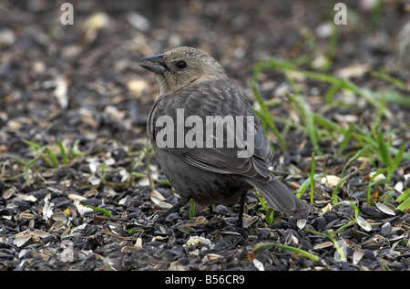 Unter der Leitung von Brown Kuhstärlinge Molothrus Ater Weibchen ernähren sich von Samen auf Boden in Saanich Victoria Vancouver Island BC im April Stockfoto