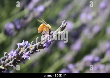 Biene und Lavendel Stockfoto