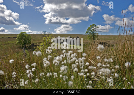 Verlassenen Bauernhof, Wald von Bowland, Lancashire, UK Stockfoto