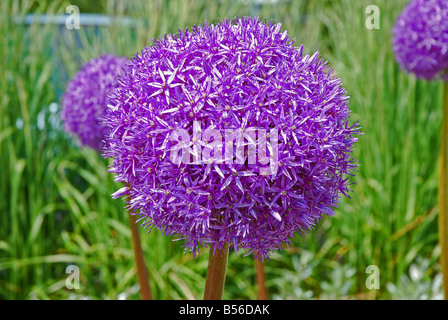 Allium Pinball Wizard wie eine kürzere Globe Master. Große, dicht gepackte Staats-und reiche lila Stockfoto