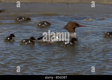 Gemeinsamen Prototyp Mergus Prototyp weiblich am Ozean mit Küken füttern um sie herum am French Creek Vancouver Island BC im Juni Stockfoto