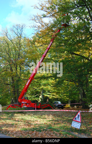 Baumschlagen vom Kran, The Valley Gardens, Windsor Great Park, Virginia Wasser, Surrey, England, Vereinigtes Königreich Stockfoto