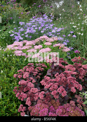 Orpine (Sedum telephium 'karfunkelstein' syn. hylotelephium telephium 'karfunkelstein'), auffällige Fetthenne (sedum spectabile 'brillant' syn. Stockfoto