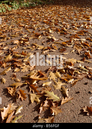 Garden pathway with oak leaves Stockfoto