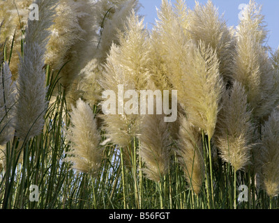 Pampasgras (Cortaderia Selloana) Stockfoto