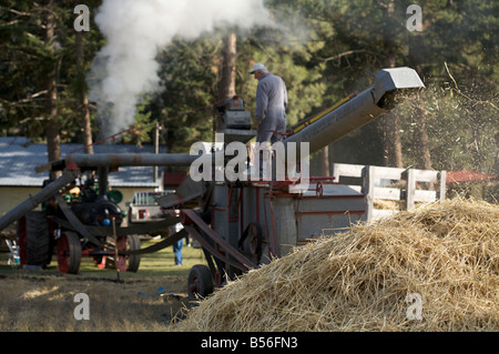 Weizen Dreschen Demonstration während der Dampfmaschine zeigen bei Westwold, "British Columbia", Canada Stockfoto