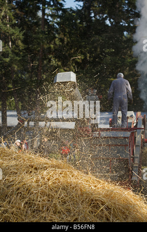 Weizen Dreschen Demonstration während der Dampfmaschine zeigen bei Westwold, "British Columbia", Canada Stockfoto