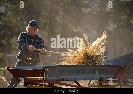 Weizen Dreschen Demonstration während der Dampfmaschine zeigen bei Westwold, "British Columbia", Canada Stockfoto