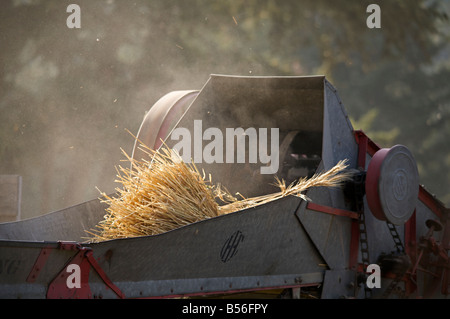 Weizen Dreschen Demonstration während der Dampfmaschine zeigen bei Westwold, "British Columbia", Canada Stockfoto