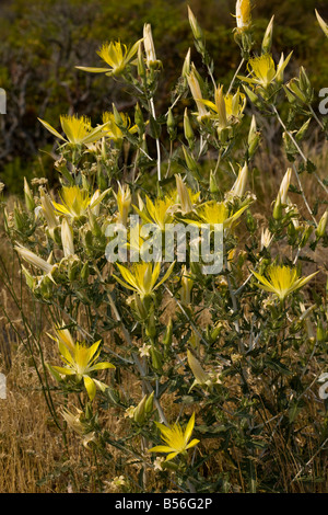 Glatte stammten Mentzelia oder Blazing Star Mentzelia Laevicaulis North California Stockfoto