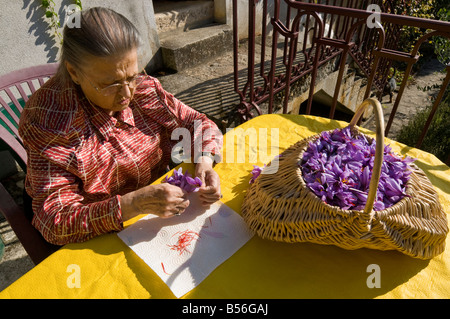 Safran Staubblätter werden von hand gepflückt, von Crocus Sativus Blumen - Sud-Touraine, Frankreich. Stockfoto