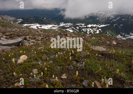 Rebhuhn Fuß Luetkea Pectinata und Zwerg Lupinen Lupinus Lepidus in hohen Tundra bei 7000 ft auf Mount Rainier Cascade Mountains Stockfoto