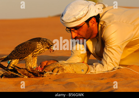 Arabische Falkner Fütterung seinen Gerfalken, Dubai, Vereinigte Arabische Emirate, UAE Stockfoto